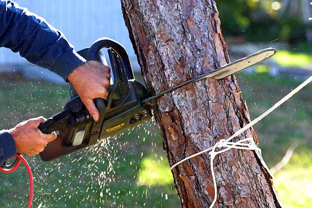 Leaf Removal in Gassville, AR